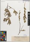 Foto von Salix myrsinifolia Salisb.